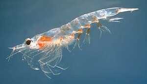 liquide de Krill - www.rgbouillettes.com