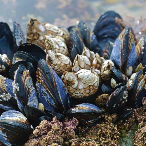 extrait GLM - www.rgbouillettes.com